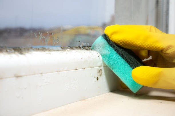 Best Mold Removal Specialists  in Marianne, PA