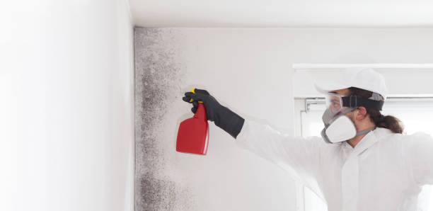 Home Mold Removal in Marianne, PA
